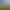 Bild des Pferdskopf Nr. 9